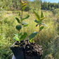 Cerisier de Nankin (Prunus tomentosa)