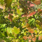 Grosella espinosa (Ribes sp.) - Planta perenne - Arbusto de bayas - Zona 3 - Más de 50 semillas