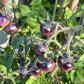 Graines de myrtilles et de tomates - Tomates anciennes - 25+ graines