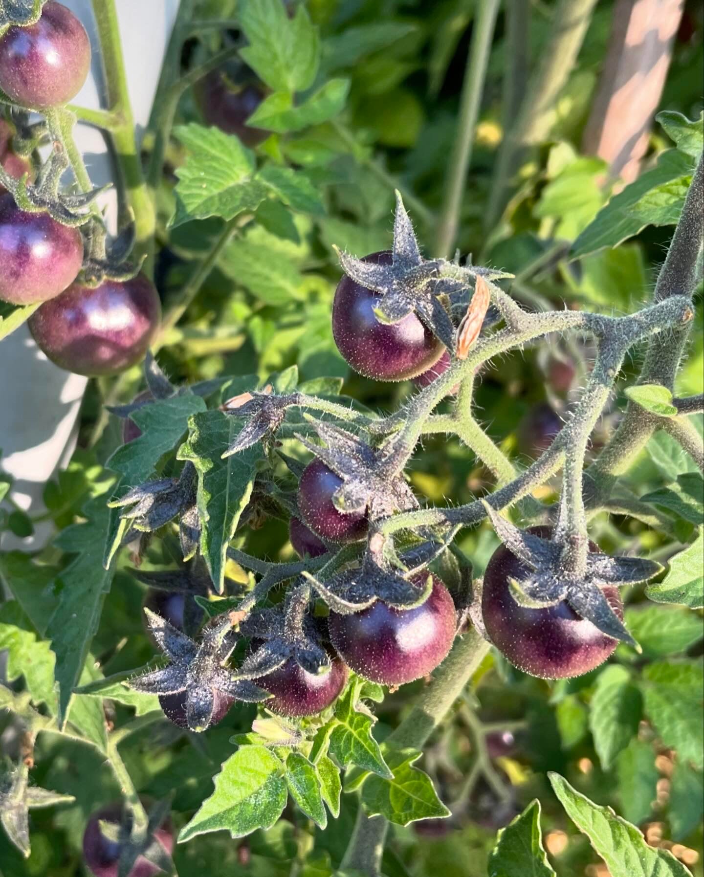 Blueberry - Tomato Seeds - Heirloom Tomato - 25+ Seeds