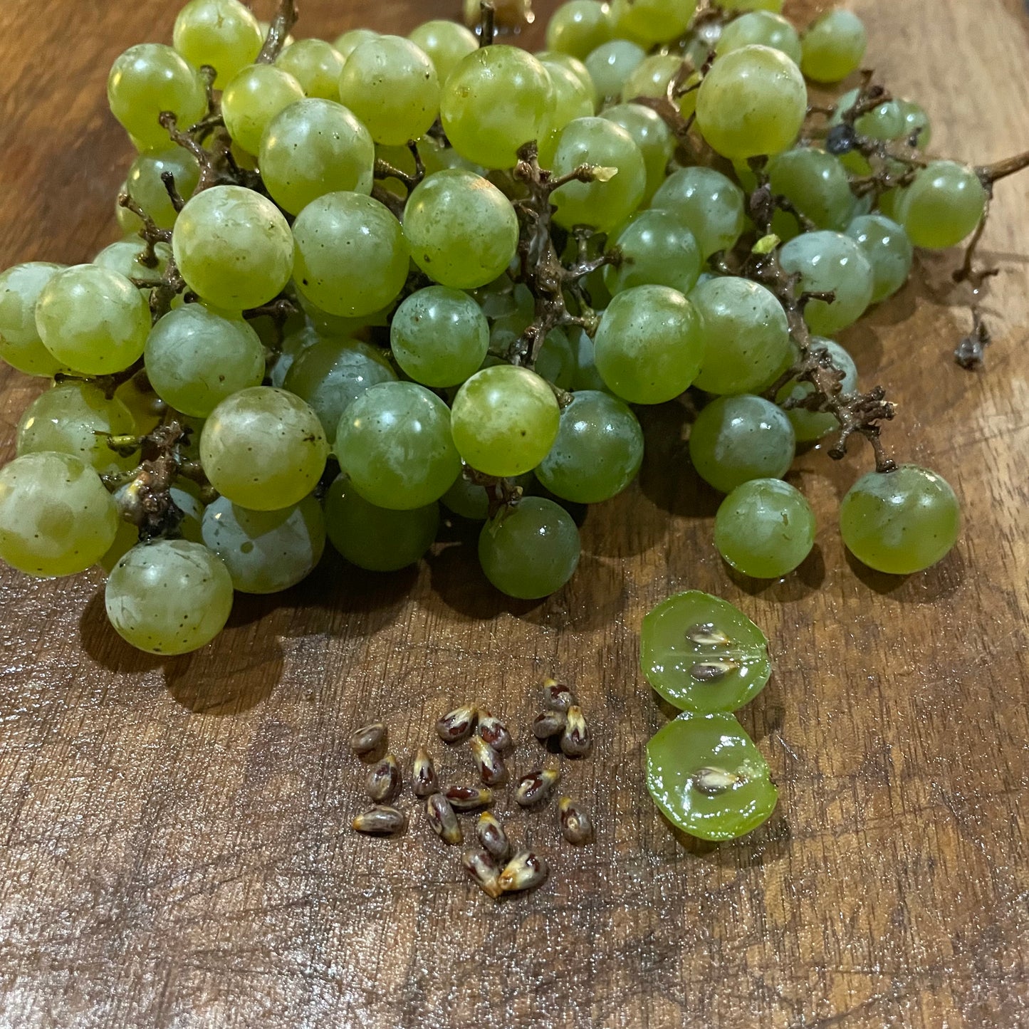 Brianna Grape Seeds (Vitis labrusca x Vitis vinifera) - Cold Hardy Green Grape - Zone 3 - 30+ Seeds