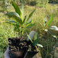 Dura Cherry Plum (Prunus besseyi x Prunus salicina)