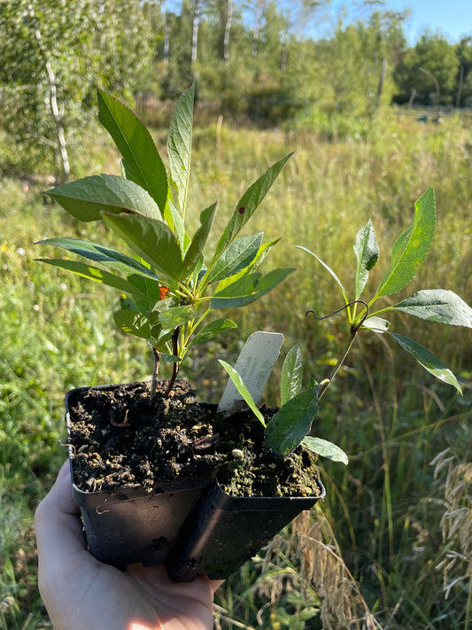 Dura Cherry Plum (Prunus besseyi x Prunus salicina)