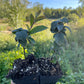 Cerisier noir de Nankin (Prunus tomentosa x Prunus besseyi 'Nigra')