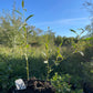 Pussy Willow (Salix discolor)
