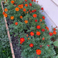 Marigold Seeds - (Tagetes spp.) - 100+ Seeds
