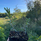 Pollmix Argousier (Hippophae rhamnoides 'Pollmix') - Pollinisateur mâle