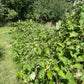 Valiant Grape (Vitis riparia x Vitis labrusca 'Valiant')