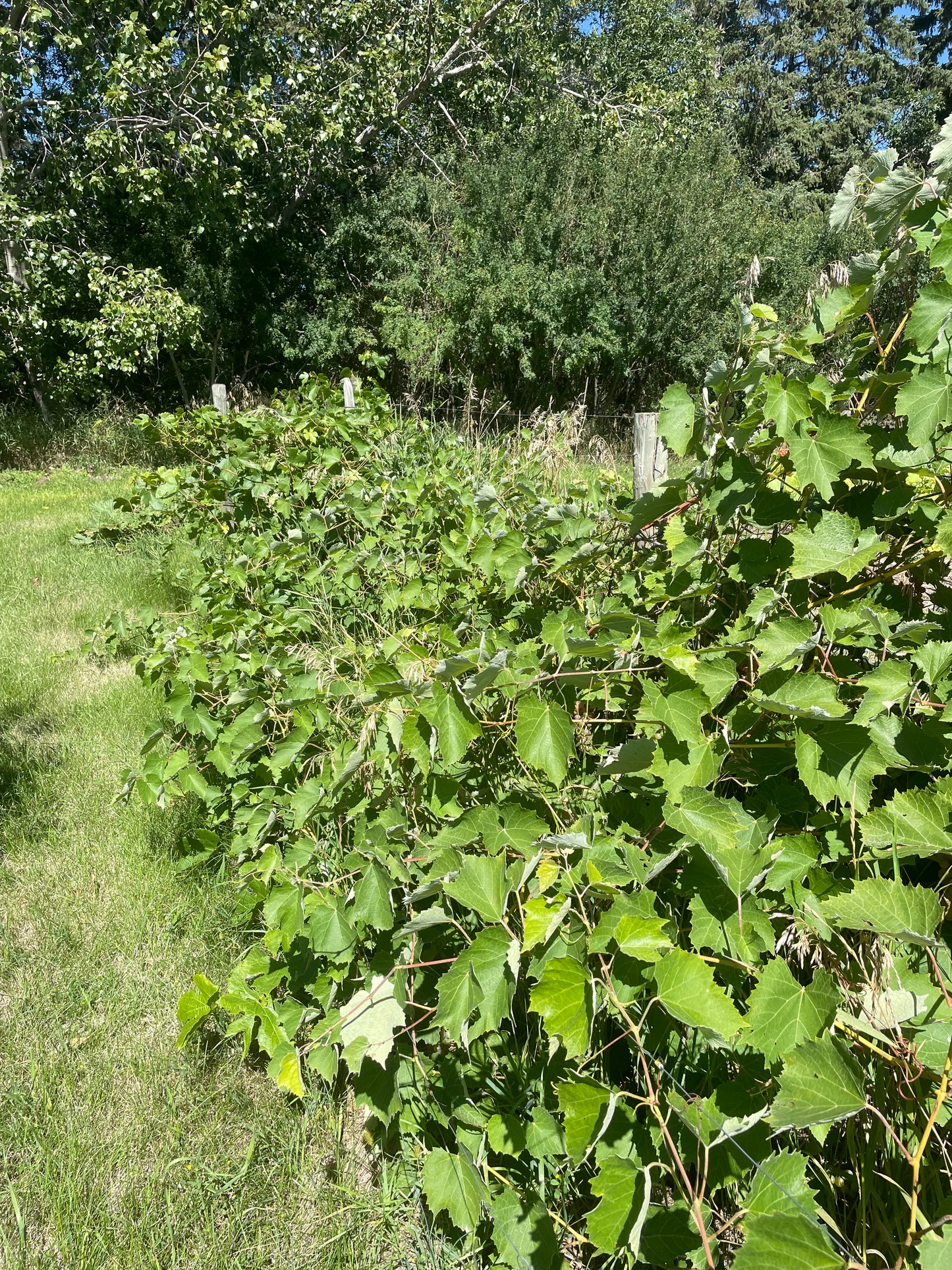 Uva Valiente (Vitis riparia x Vitis labrusca 'Valiente')