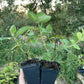 Indigo Gem Haskap (Lonicera caerulea 'Indigo Gem')