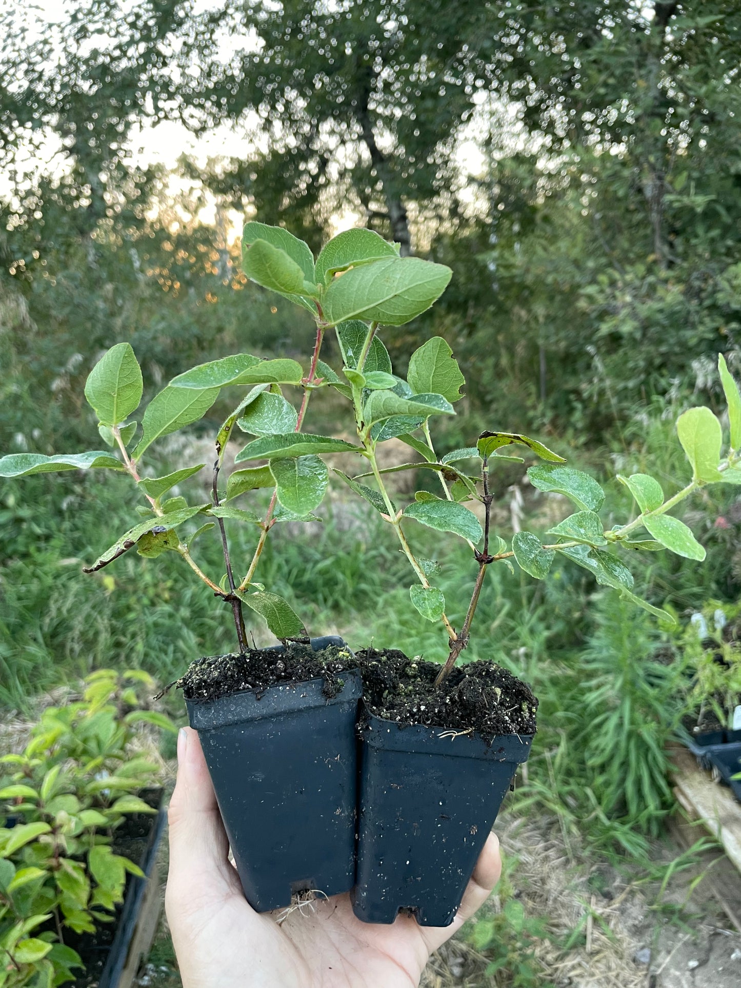 Camisole de gemme indigo (Lonicera caerulea 'Indigo Gem')