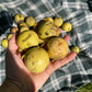 Manitoba Black Walnut (Juglans nigra)