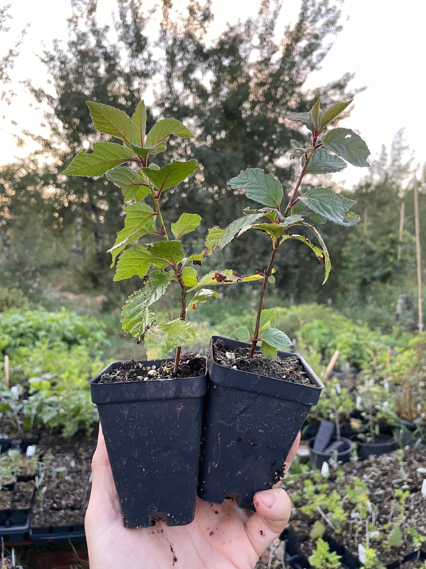 Nanking Cherry (Prunus tomentosa)