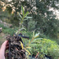 Espino amarillo (Hippophae rhamnoides 'Prorachnaya')