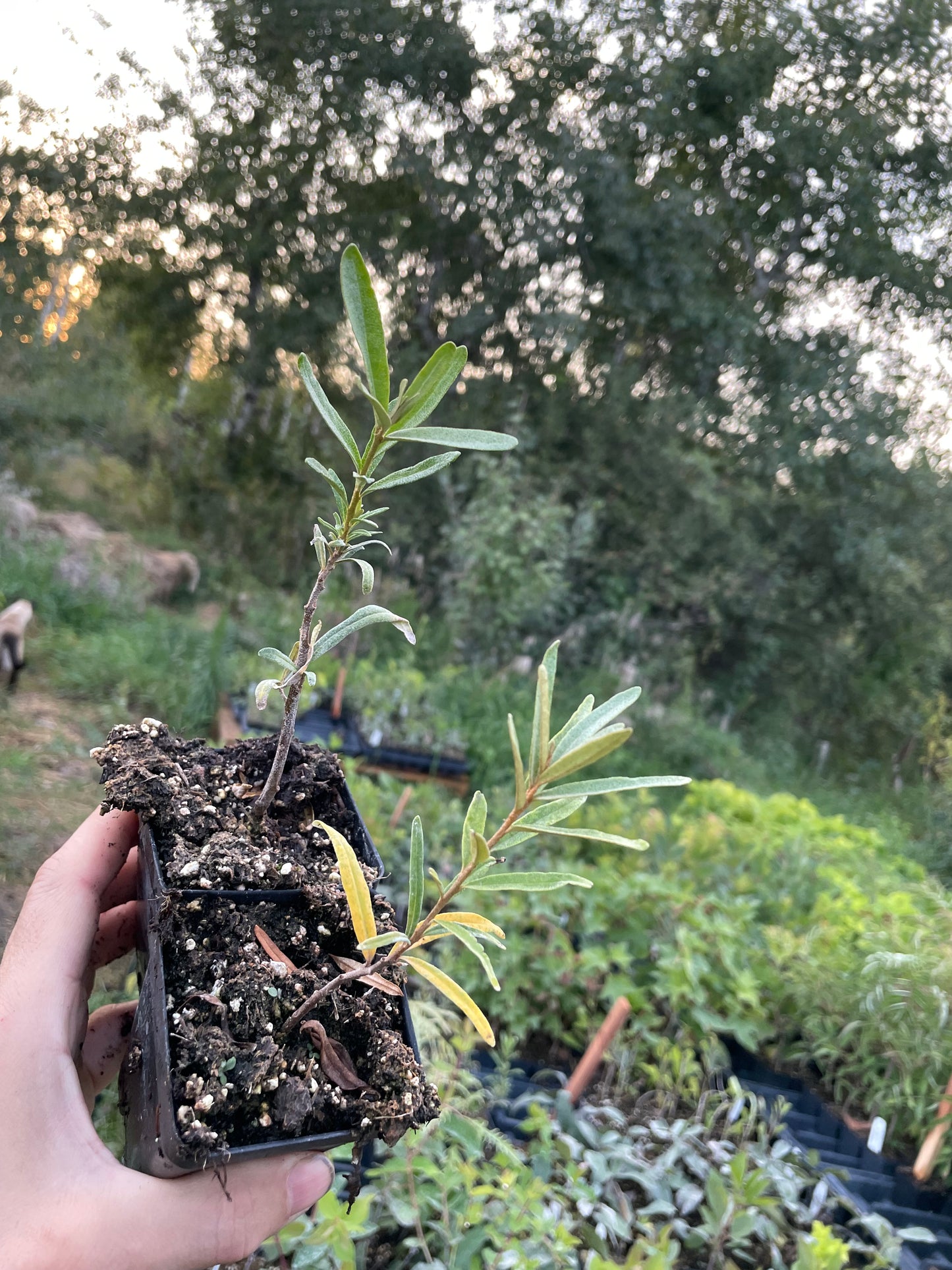 Prorachnaya Sea Buckthorn (Hippophae rhamnoides 'Prorachnaya')