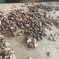 Siberian Stone Seeds (Pinus sibirica) - 15+ Seeds