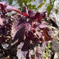 Purple Perilla, Shiso (Perilla frutescens var. crispa) - Annual Herb - 150+ Seeds