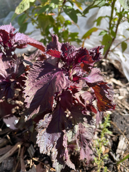 Périlla pourpre, Shiso (Perilla frutescens var. crispa) - Herbe annuelle - 150+ graines