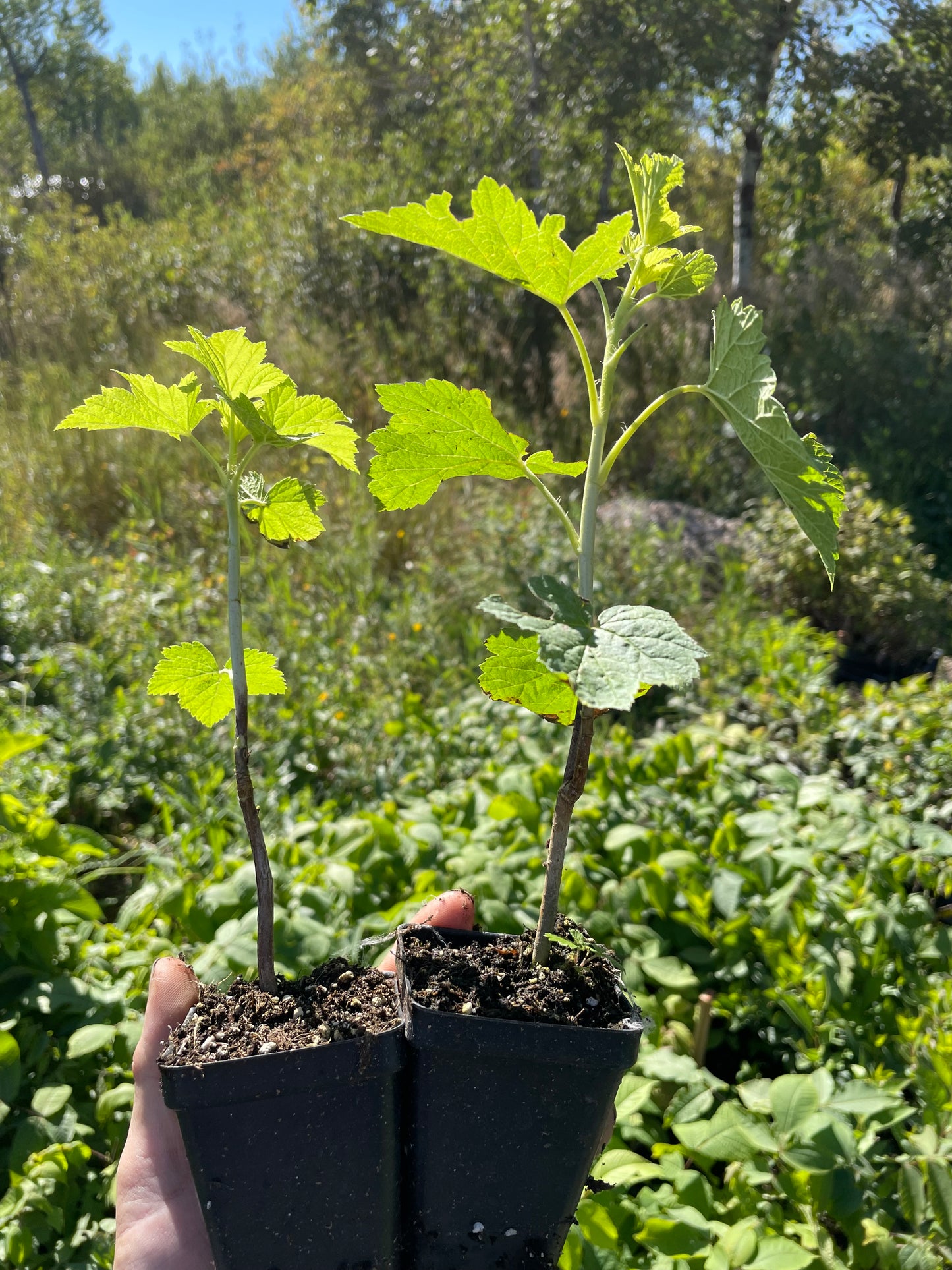 Groseillier noir de Clark (Ribes nigrum 'Clark')