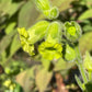 Graines de tabac sauvage (Nicotiana rustica, tabac aztèque) – Annuelle – 250+ graines