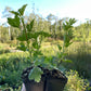 Red George Gooseberry (Ribes uva-crispa ‘Red George’)
