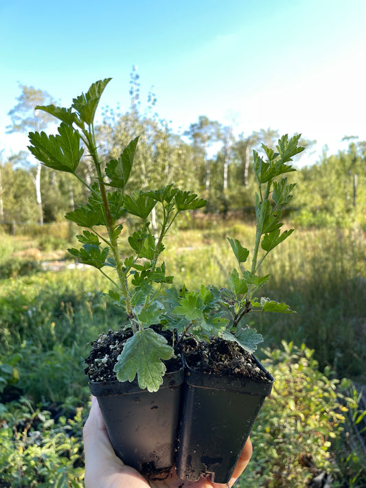 Red George Gooseberry (Ribes uva-crispa ‘Red George’)