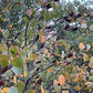 Graines de bouleau rouge (Betula occidentalis) - 500+ graines
