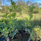 Red George Gooseberry (Ribes uva-crispa ‘Red George’)