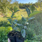 Aurora Haskap (Lonicera caerulea 'Aurora')