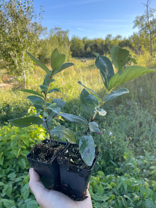 Aurora Haskap (Lonicera caerulea 'Aurora')