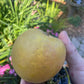 Morden Russet Apple Tree