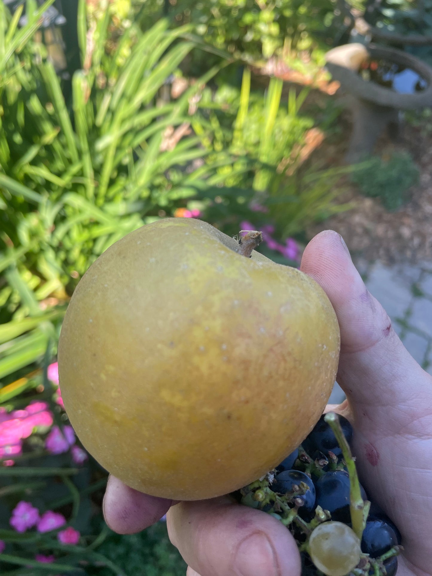 Morden Russet Apple Tree