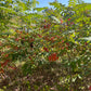 Graines de Sumac Glacé (Rhus glabra) - 100+ Graines