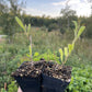 Goji amarillo (Lycium barbarum 'Yellow') Zona 5