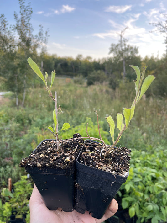 Yellow Goji (Lycium barbarum 'Yellow') Zone 5