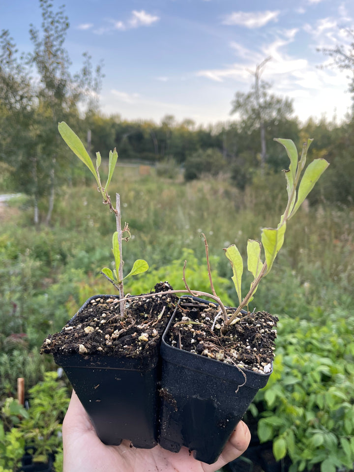 Yellow Goji (Lycium barbarum 'Yellow') Zone 5