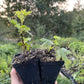 Groseille à maquereau Easy Pickings (Ribes uva-crispa 'Easy Pickings')