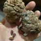 Siberian Stone Seeds (Pinus sibirica) - 15+ Seeds
