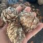 Siberian Stone Seeds (Pinus sibirica) - 15+ Seeds