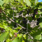 Valiant Grape (Vitis riparia x Vitis labrusca 'Valiant')