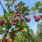 Evans Cherry Seeds (Prunus cerasus)  - Cold Hardy Cherry Tree - (Zone 3) - 12 Seeds