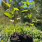 Jeunes plants de pruniers (Prunus sp.) - Zone 3