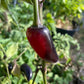 Czech Black Pepper - Pepper Seeds - Heirloom Hot Pepper - 10+ Seeds
