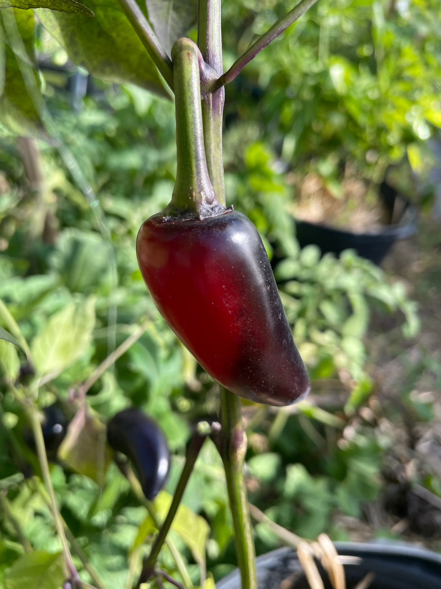 Semillas de pimienta negra checa - Pimiento picante tradicional - Más de 10 semillas