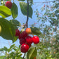 Evans Cherry Seeds (Prunus cerasus)  - Cold Hardy Cherry Tree - (Zone 3) - 12 Seeds