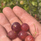 Grosella espinosa (Ribes sp.) - Planta perenne - Arbusto de bayas - Zona 3 - Más de 50 semillas