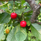 Evans Cherry Seeds (Prunus cerasus)  - Cold Hardy Cherry Tree - (Zone 3) - 12 Seeds