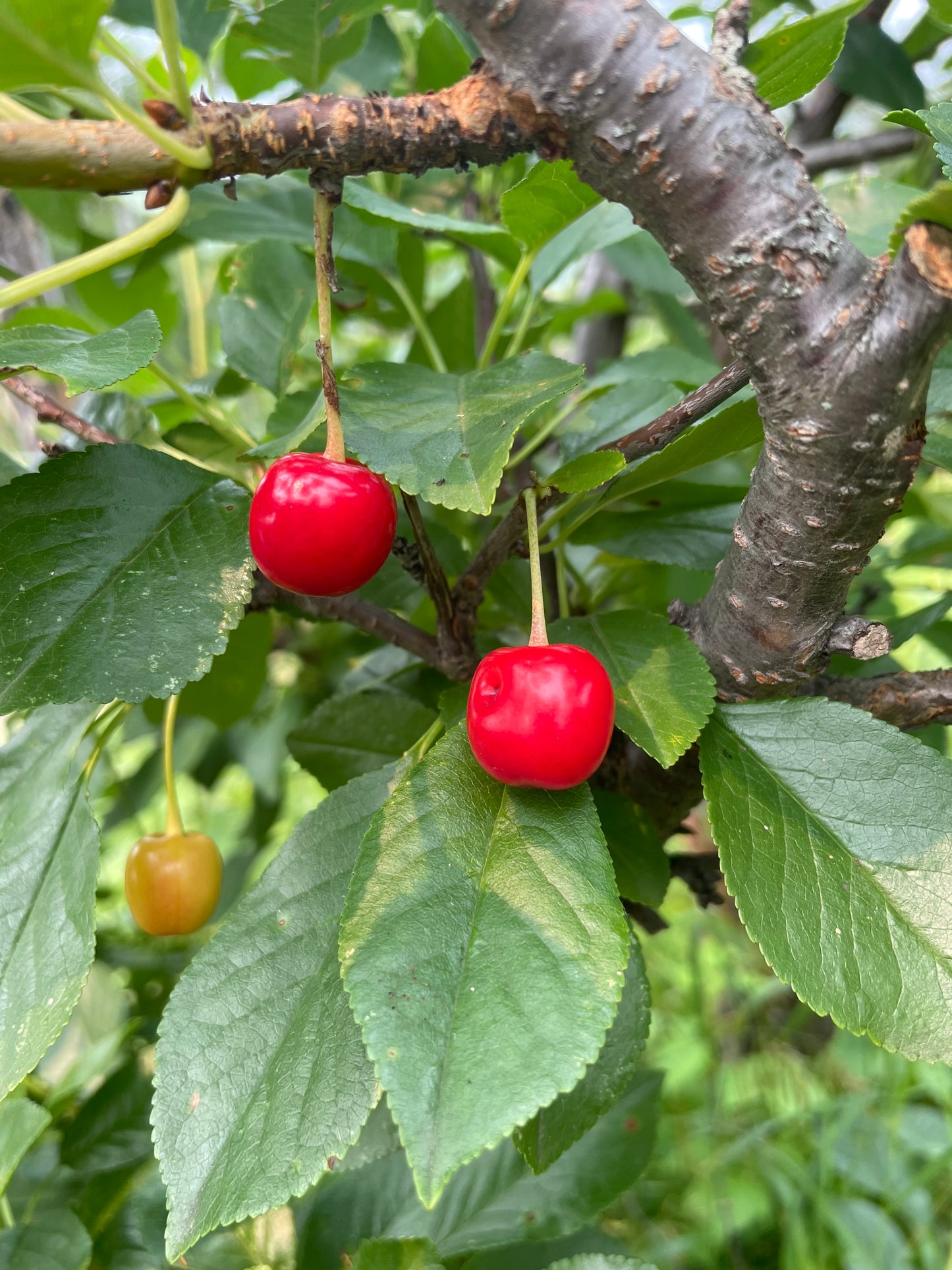 Evans Cherry Seeds (Prunus cerasus)  - Cold Hardy Cherry Tree - (Zone 3) - 12 Seeds