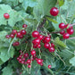 Grosella roja (Ribes rubrum) - Arbusto de bayas - Zona 3 - Más de 100 semillas