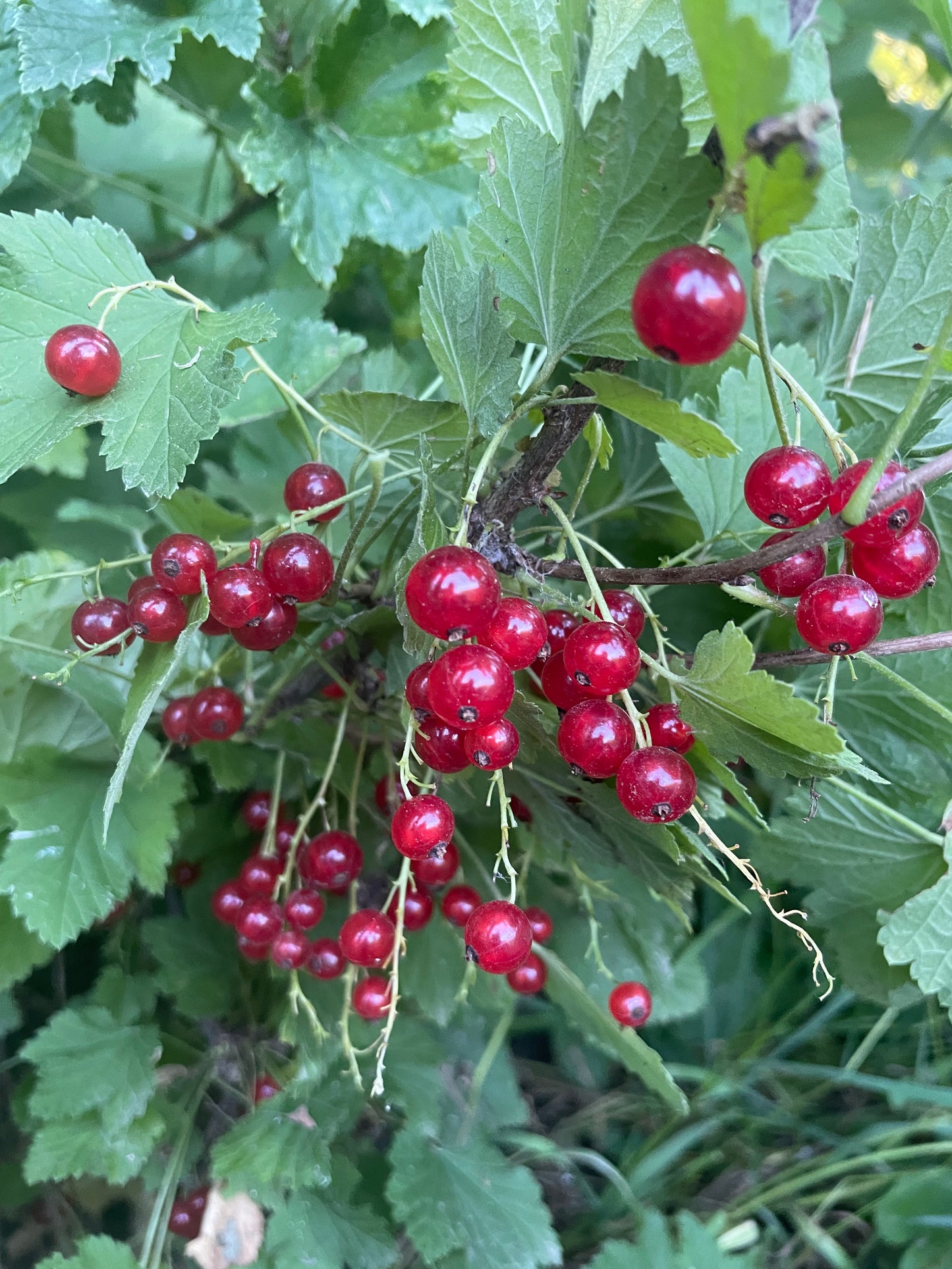 Red Currant (Ribes rubrum) -  Berry Bush - Zone 3 - 100+ Seeds